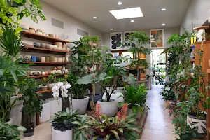 Plant Gallery image