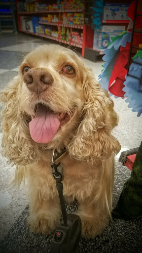 Pet Supply Store «Petco Animal Supplies», reviews and photos, 1250 William D Tate Ave #200, Grapevine, TX 76051, USA