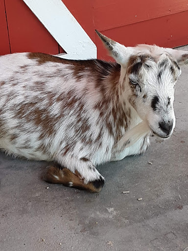 Water Park «Enchanted Forest Water Safari», reviews and photos, 3183 NY-28, Old Forge, NY 13420, USA