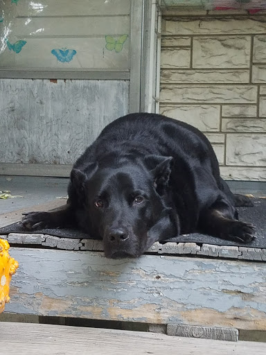 Plains Animal Hospital