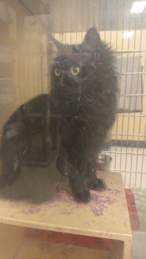 Pet Supply Store «PetSmart», reviews and photos, 263 Midway Blvd, Elyria, OH 44035, USA