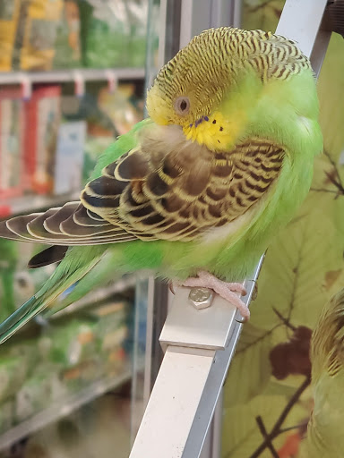 Pet Store «PetSmart», reviews and photos, 6545 North Grand Parkway West Suite 104, Spring, TX 77389, USA