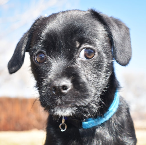 Pet Supply Store «Puppies N Stuff», reviews and photos, 12020 Melody Dr, Westminster, CO 80234, USA