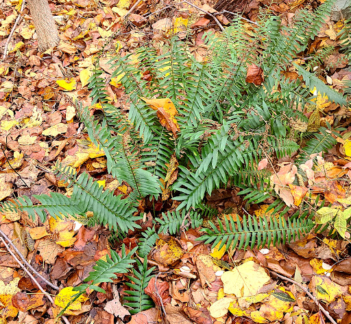 Grace Richardson conservatory area