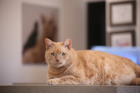 Sam Bass Veterinary Wellness - Photo 5 - Car repair in Round Rock, TX, Round Rock