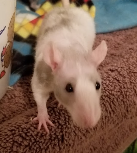 Pet Supply Store «OddBallPetFactory.com», reviews and photos, 8485 Plaza Blvd NE, Spring Lake Park, MN 55432, USA