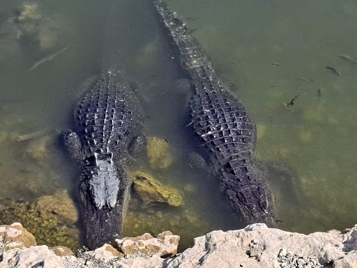 Tourist Attraction «Shark Valley Tram Tours», reviews and photos, 36000 SW 8th St, Miami, FL 33194, USA