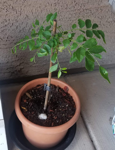 Tourist Attraction «Linda Vista Trail», reviews and photos, 730 E Linda Vista Rd, Oro Valley, AZ 85737, USA