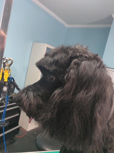 Pet Store «The Pet Set - Midtown», reviews and photos, 976 Piedmont Ave NE, Atlanta, GA 30309, USA