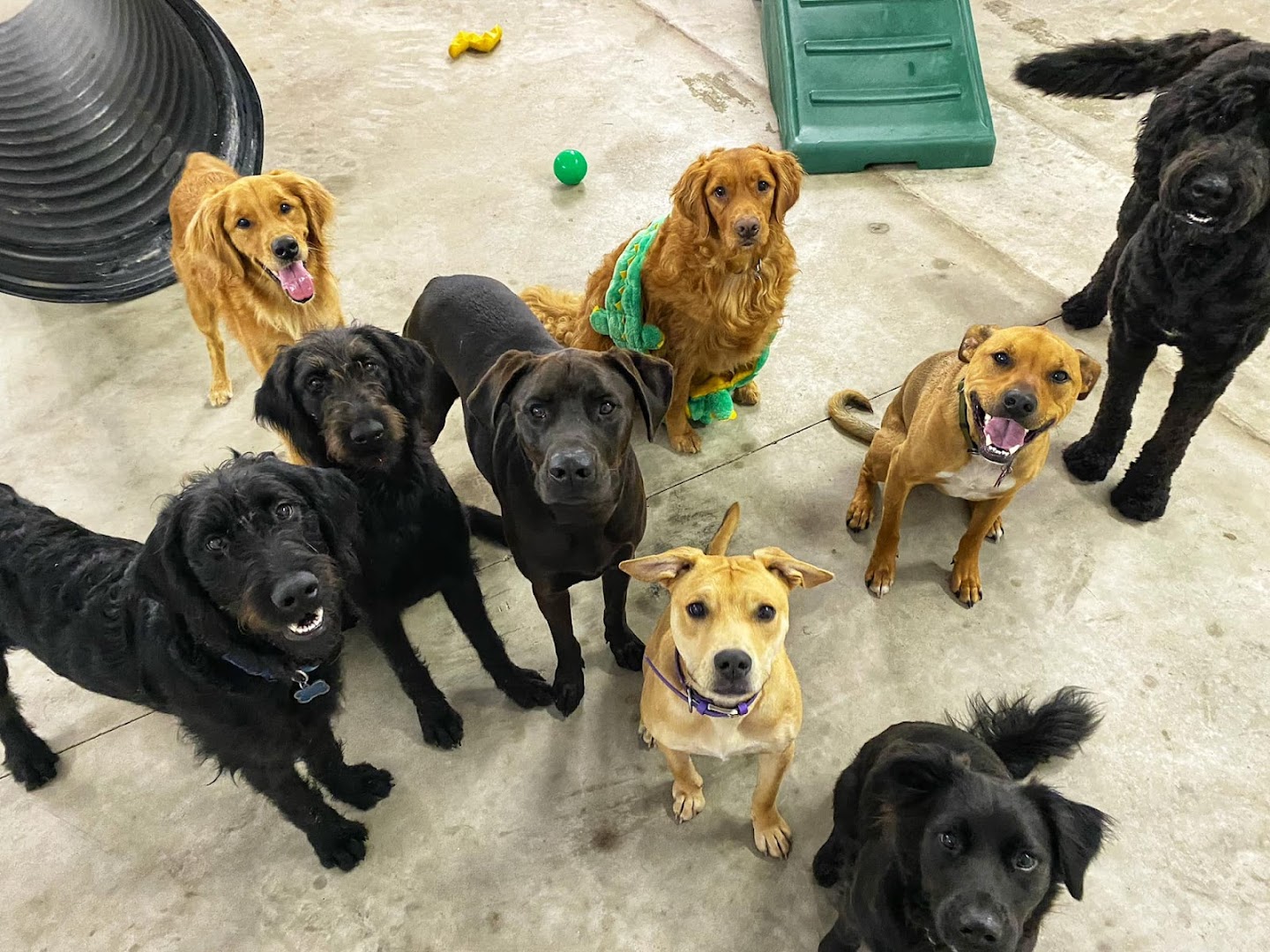 Willow Branch Doggy Daycare & Training
