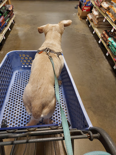 Pet Supply Store «PetSmart», reviews and photos, 5214 Blanche Moore Dr, Corpus Christi, TX 78411, USA