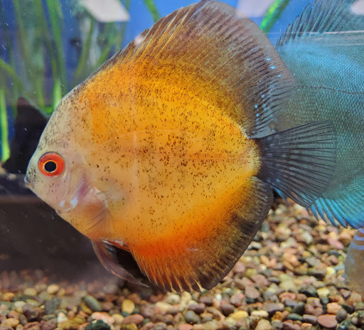 Tropical Fish Store «Aquatic Dog», reviews and photos, 7429 E Iliff Ave, Denver, CO 80231, USA