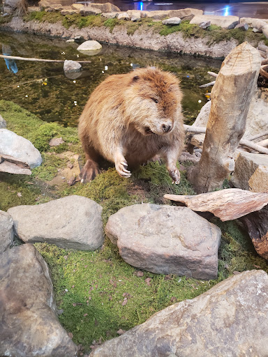 Sporting Goods Store «Bass Pro Shops», reviews and photos, 951 E Lewis and Clark Pkwy, Clarksville, IN 47129, USA