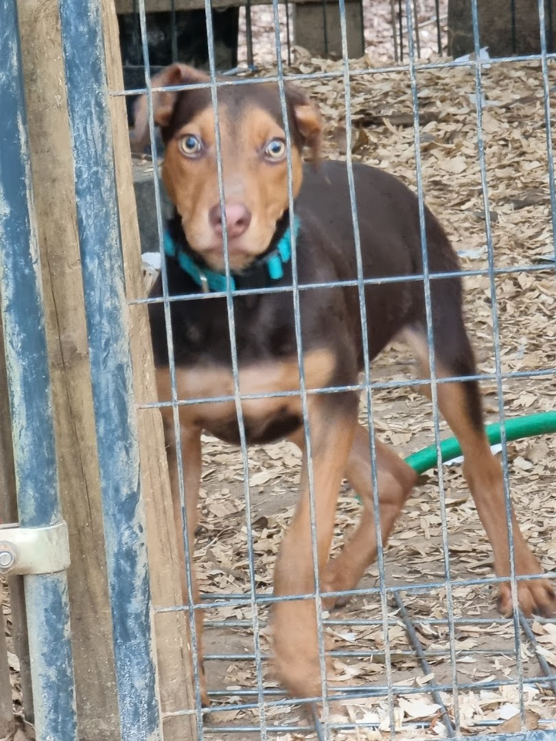 Dogwood Trails Animal Rescue and Equestrian Center