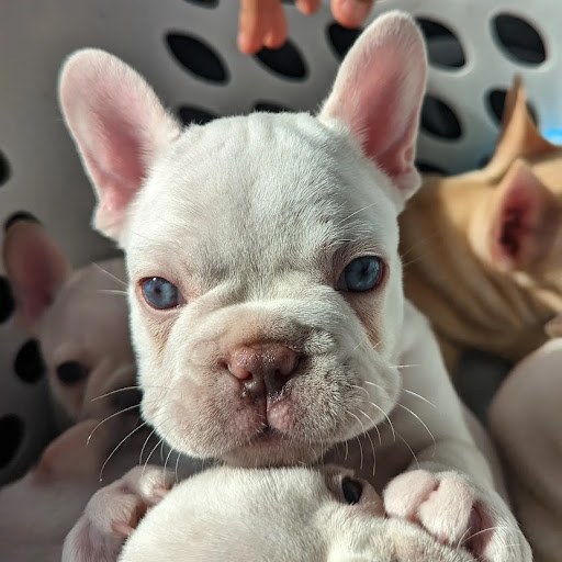 ATOO French Bulldogs