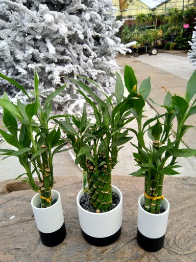 Bonsai plant supplier Fort Worth
