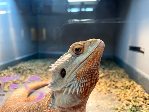 Reptile Store «La Habra Pets», reviews and photos, 1919 W La Habra Blvd, La Habra, CA 90631, USA