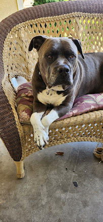 VCA California Veterinary Specialists-Ontario - Photo 8 - Car repair in Ontario, CA, Ontario