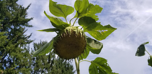 National Park «Home of Franklin D. Roosevelt National Historic Site», reviews and photos, 4097 Albany Post Rd, Hyde Park, NY 12538, USA