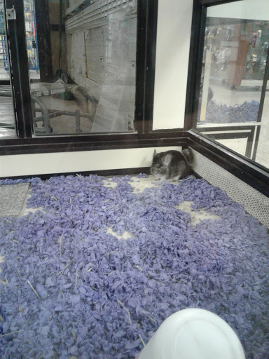 Pet Supply Store «PetSmart», reviews and photos, 3220 W Shaw Ave, Fresno, CA 93711, USA