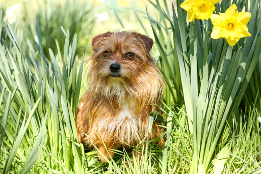 1 Love Dog Rescue image