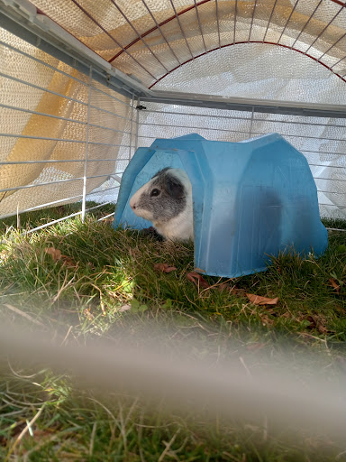 Pet Supply Store «Petco Animal Supplies», reviews and photos, 839 New York Ave, Huntington, NY 11743, USA