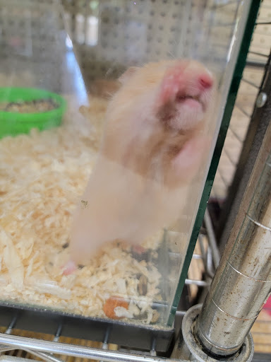 Pet Supply Store «PETNJOY - GARDENA», reviews and photos, 15515 Normandie Ave, Gardena, CA 90247, USA