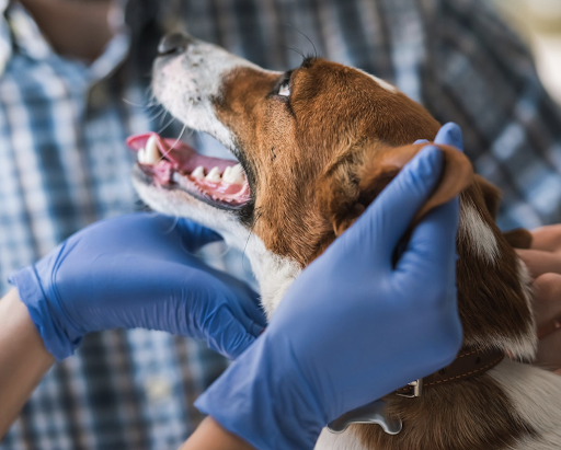 Pet Store «Pet Resources», reviews and photos, 814 Westchester Ave, Bronx, NY 10455, USA