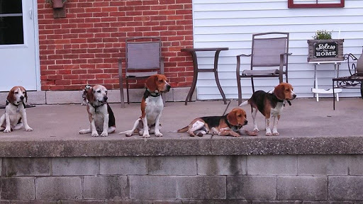 Fence Contractor «Stay Put Doggy», reviews and photos, 401 E Paul St, Westport, IN 47283, USA