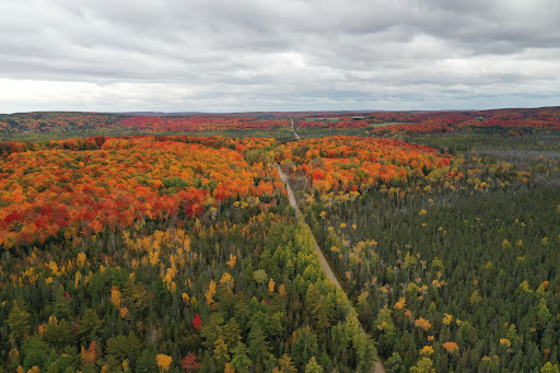 Gaylord State Forest Area
