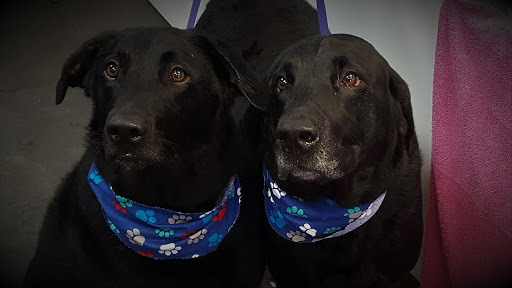 Pet Groomer «A Klassy Lassie, LLC», reviews and photos, 30 Old Jackson Rd, McDonough, GA 30252, USA