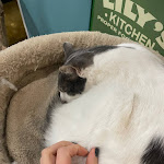 Photo n°3 de l'avis de Sandr.I fait le 14/02/2024 à 19:20 sur le  Crazy Cat Café à Milan