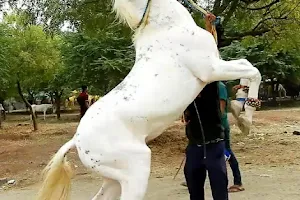 Akluj Horse Fair image