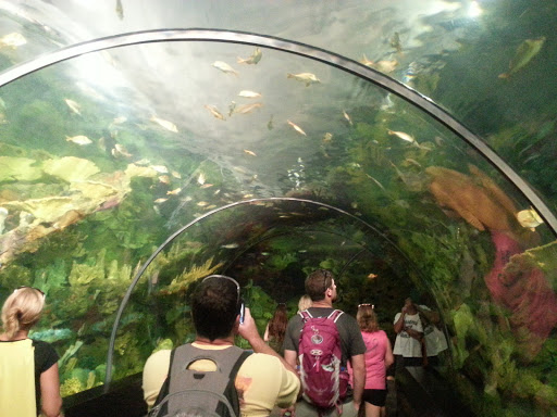 Aquarium «Shark Encounter», reviews and photos, 7007 Sea World Dr, Orlando, FL 32821, USA