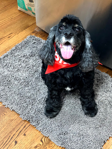 Pet Supply Store «PetSmart», reviews and photos, 1031 Beaver Creek Commons Dr, Apex, NC 27502, USA