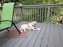 Shari's No Place Like Home Pet Services - Photo 1 - Car repair in , Nashua