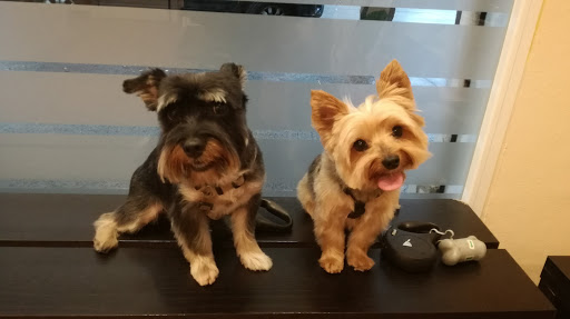 Veterinarian Palafolls (C.a.v.) / Canine Grooming Monica en Palafolls