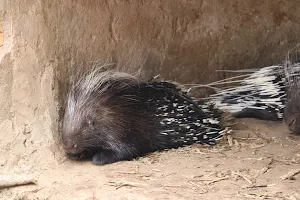 Mbeya IFISI ZOO,museum and ravine image