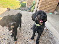 Sugar's Pet Sitting - Photo 4 - Car repair in Dallas, TX, Dallas