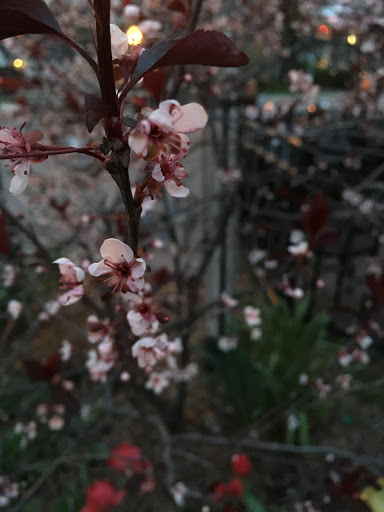 Coffee Shop «Plymouth Coffee Bean», reviews and photos, 884 Penniman Ave, Plymouth, MI 48170, USA