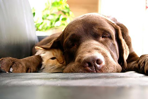 Animal Medical Center of Corona image