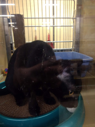 Pet Supply Store «PetSmart», reviews and photos, 8175 Arbor Square Dr, Mason, OH 45040, USA