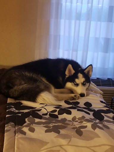 Pet Supply Store «Petco Animal Supplies», reviews and photos, 195 E 12300 S, Draper, UT 84020, USA