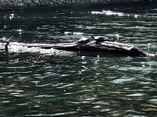 Nature Preserve «Blackwell Forest Preserve», reviews and photos, Butterfield Rd, Warrenville, IL 60555, USA