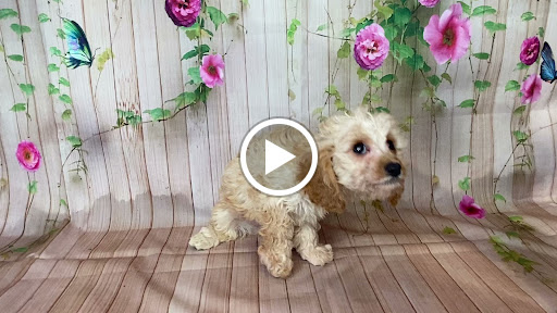 Pet Store «Puppy Love», reviews and photos, 4802 Valley View Blvd NW Uf290, Roanoke, VA 24012, USA