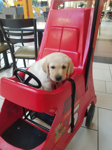 Shopping Mall «The Shoppes at Buckland Hills», reviews and photos, 194 Buckland Hills Dr, Manchester, CT 06042, USA