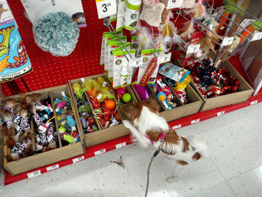Pet Supply Store «Petco Animal Supplies», reviews and photos, 848 N Colony Rd c, Wallingford, CT 06492, USA