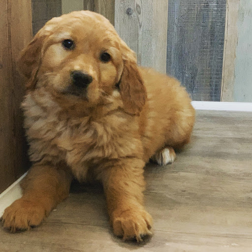 Dog Breeder «Playful Pets», reviews and photos, 115 Ridge Pike, Conshohocken, PA 19428, USA