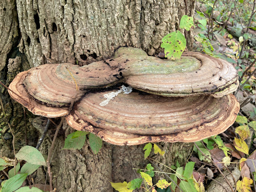 Nature Preserve «Forest Glen Woods», reviews and photos, 5420 N Forest Glen Ave, Chicago, IL 60630, USA