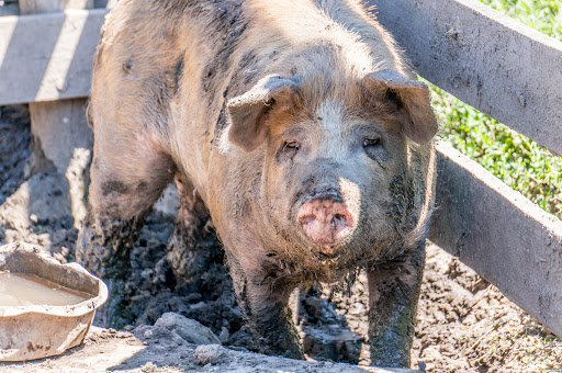 History Museum «Living History Farms», reviews and photos, 11121 Hickman Rd, Urbandale, IA 50322, USA